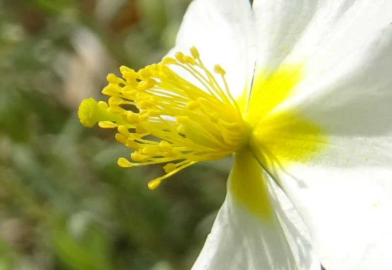 Helianthemum apenninum (L.) Mill. (Cistaceae)